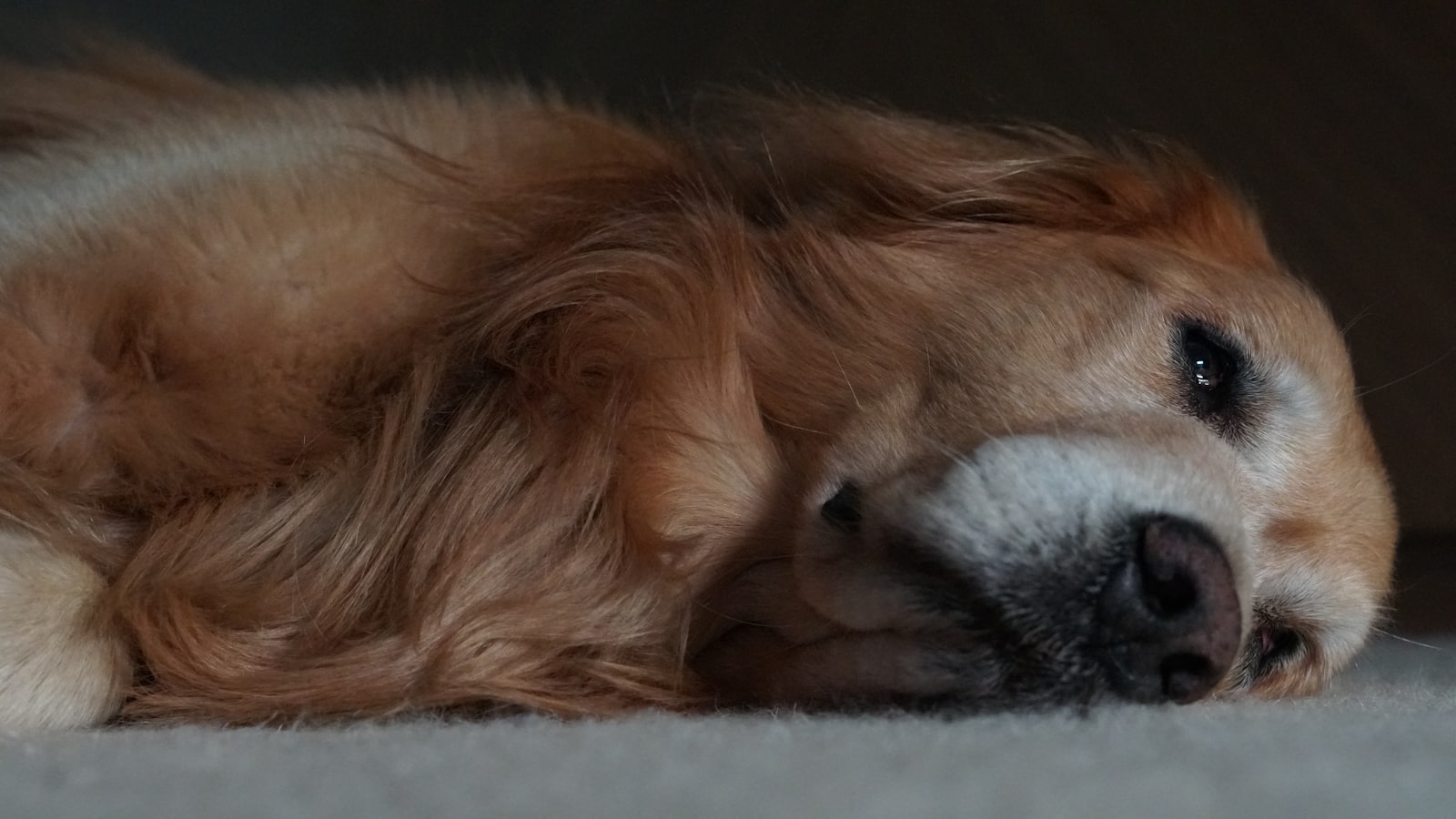 Golden retriever leżący z głową opartą o podłogę, ze zmęczonym spojrzeniem