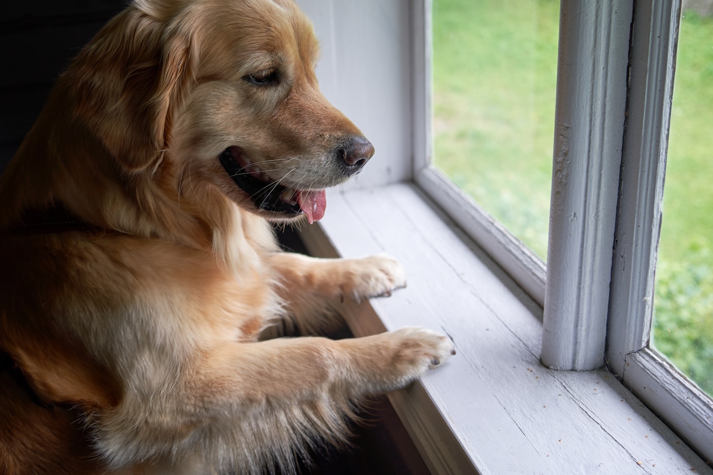 Golden retriever oparty łapami o parapet, wpatrzony w okno