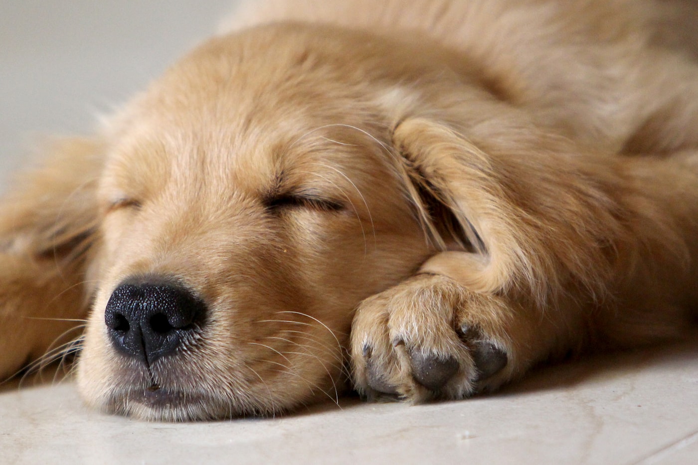 Szczeniak golden retrievera śpiący z łapą przy pysku